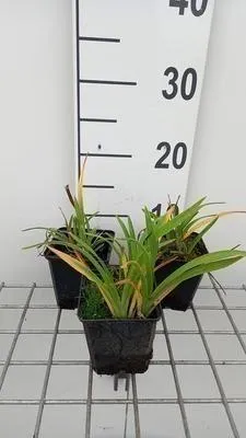 Immagine prodotto di 6 x Hemerocallis hybr. 'Little Grapette' - daylily - vaso 9 x 9 cm