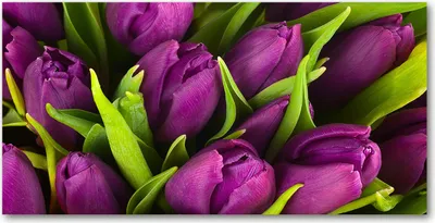 Produktbild von Tulup® Glas-Bild - 100x50 -Wandkunst - Wandbild hinter gehärtetem Sicherheitsglas  - Blumen & Pflanzen - Lila Tulpen - Lila