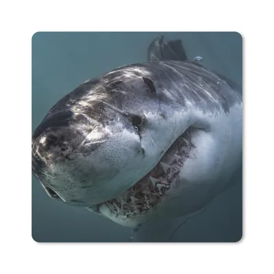 Produktbild von MuchoWow® Mauspad Mousepad Hai - Weiß - Wasser 20x20 cm - Mousepads - Maus Mat - Pad - Mausunterlage - Desk Mat - Bureauartikeln