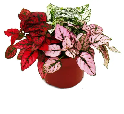 Produktbild von Dreifarbige Punktblume- Hypoestes phyllostachya - 12cm Topf - mit drei verschiedenen Farben