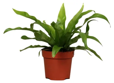 Produktbild von Asplenium Antiquum - 25cm - Ø12cm - Zimmerpflanze - Immergrün