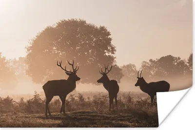 Produktbild von MuchoWow® Poster Hirsche - Nebel - Wald 60x40 cm - Schlafzimmerdekoration