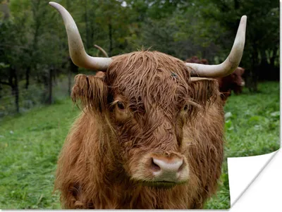 Produktbild von MuchoWow® Poster Schottische Highlander - Tiere - Gras 160x120 cm - Foto Plakat