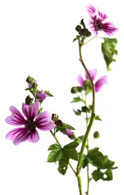 Immagine prodotto di Malva perenne Zebrina Malva Sylvestris in vaso 9 x 9 cm
