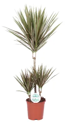 Immagine prodotto di Dracaena Bicolor - 85-95cm - Ø21cm - Pianta d'appartamento - Sempreverde