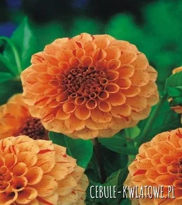 Obrázek produktu pro Dekorativní dahlia Lupin Orange 1 ks Dahlia sazenice sazenice velké hlízy