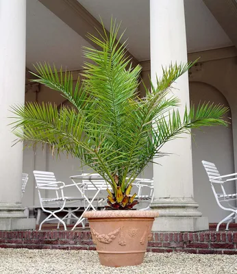 Produktbild von BALDUR Garten Kanarische Dattelpalme, 1 Pflanze, Phoenixpalme, winterhart bis -6° C, Grünpflanze, mehrjährig - frostfrei halten, pflegeleicht, Wasserbedarf gering, Phoenix canariensis