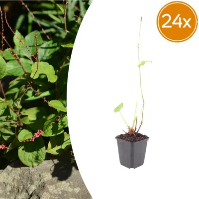 Produktbild von Persicaria a. 'Speciosa' | 24 Stück - 10-25cm - Ø9cm - Gartenpflanze