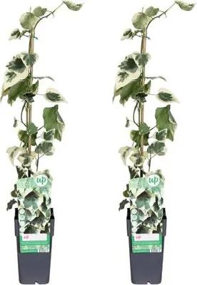 Image de Hedera colchica Dentata Variegata - Lierre - 2 plants - Plante grimpante à