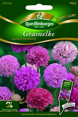 Produktbild von Quedlinburger Saatgut - Gras-Nelken Joystick Mischung - Samen - 291932