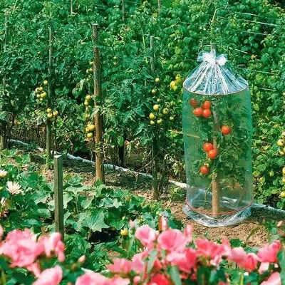 Produktbild von 2St.3er Set Tomatenreifehaube Tomatenhaube gelocht mit Abstandringen