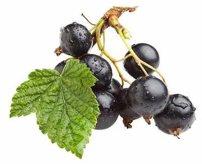 Immagine prodotto di Ribes nero Ribes nigr. 'Titania' P9 30-35 cm