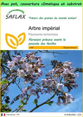 Image de SAFLAX Garden to go - Arbre impérial - 200 graines - Paulownia