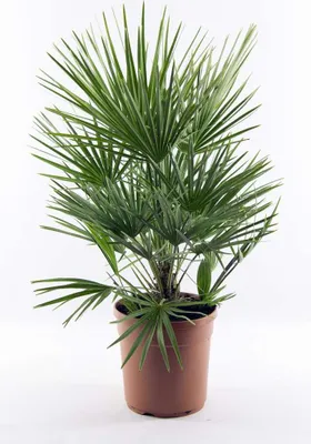 Produktbild von Winterharte Zwergpalme ca. 60 cm Chamaerops humilis Eine der kältetolerantesten Palmenarten in Europa