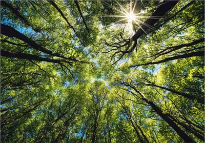 Produktbild von Vlies Fototapete Wald Baumkronen (416x254cm - inklusive kleister) 3D Natur Baum Himmel Decke Wohnzimmer Schlafzimmer Wandtapete Motivtapeten Tapete UV-Beständig Montagefertig