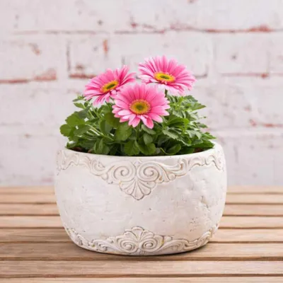 Produktbild von AltoBelli Blumentopf ADELINA Schale Zement Antik Grau Patina 17x8 cm