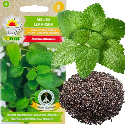 Produktbild von Zitronenmelisse Pflanzensamen Heilkraut Honig Pflanze 0.5G