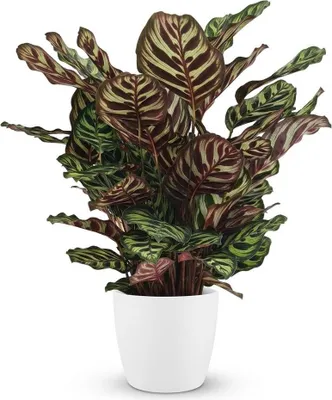 Immagine prodotto di Calathea Makoyana (Calathea "Pavone") 70 cm – Pianta da appartamento in vaso bianco Ø 19 cm – Foglie con venature e parte inferiore viola