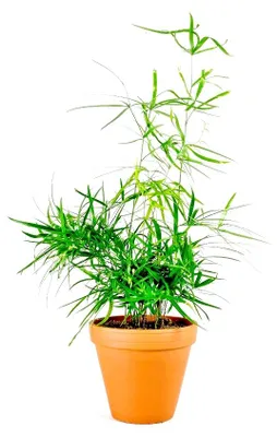 Obrázek produktu pro Gardners Asparagus Falcatus, průměr 12 cm