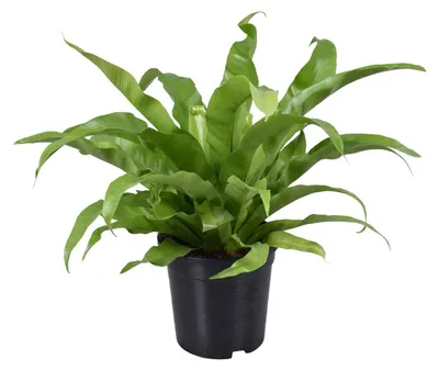 Image de Asplenium Antiquum - 35-45cm - Ø17cm - Plante d'intérieur - Vert persistant