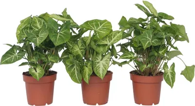 Produktbild von Purpurtute - 3 Stk - Syngonium podophyllum 'Pixie' - Höhe 25-40cm - ⌀12cm