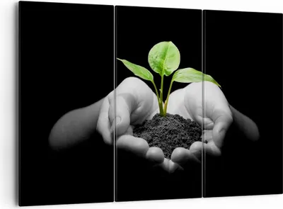 Produktbild von Bild auf Leinwand - Leinwandbild - Natur Pflanze Wissenschaft Schutz - 165x110cm - Wand Bild - Wanddeko - Leinwanddruck - Bilder - Kunstdruck - Leinwand bilder - Wandkunst - CE165x110-2188