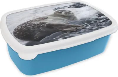 Produktbild von KitchenYeah® Lunchbox Brotzeit Brotdose 17x11 cm Robbe - Schnee - Strand Kinder Brotzeitdose - Lunch - Kunststoff  - Brotbüchse - Sandwichbox - Lunchbox für Kinder