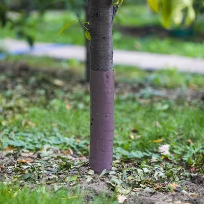 Productafbeelding van Ferrarium: Beklimmateriaal voor bomen, spiraalbescherming tegen insecten - 3,5 x 80 cm