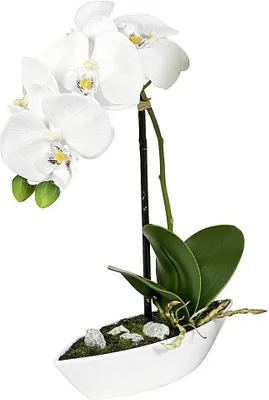 Produktbild von Bollweg Kunstpflanzenset Orchidee Phalaenopsis 28 cm mit Keramikschale Schiffchenform 16x6 cm