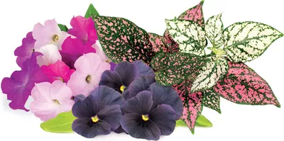 Image de Lot de 9 capsules pour pots Click & Grow - mélange de fleurs