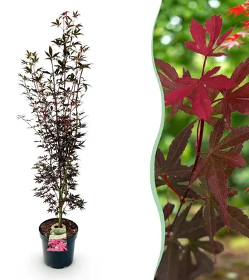 Obrázek produktu pro Japonský javor Acer palmatum Skeeters Broom, opadavá zahradní rostlina s