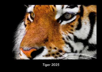 Produktbild von Tiger 2025 Fotokalender DIN A3