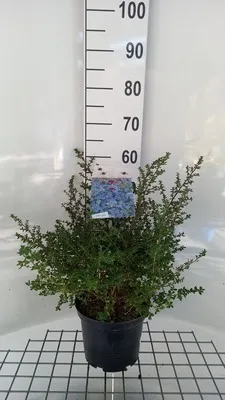Immagine prodotto di Ceanothus hybr. 'Julia Phelps' - Julia Phelps 40- 50 cm fiori in contenitore