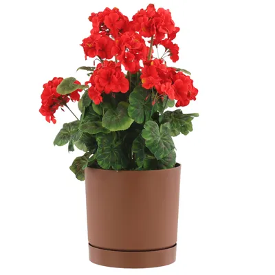 A potted red geranium plant against a white background.