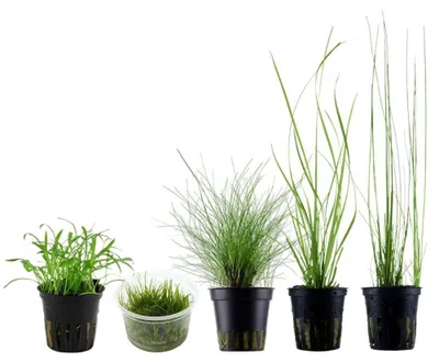 Produktbild von Gräser Set mit 5 Gras Pflanzen Aquariumpflanzen Set 129 Wasserpflanzen AquaOne