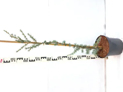 Produktbild von Cedrus libani atlantica 'La Fontaine' 90–120 cm Hänge-Atlaszeder immergrün blaugrün