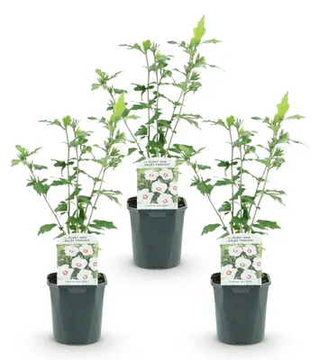 Image de Green boutiQ - Plante de jardin - Hibiscus syriacus Red Heart - Hibiscus de jardin - Résistant au froid - Blanc - Rouge - 3 plants - Pot de 17 cm - Hauteur 45 cm