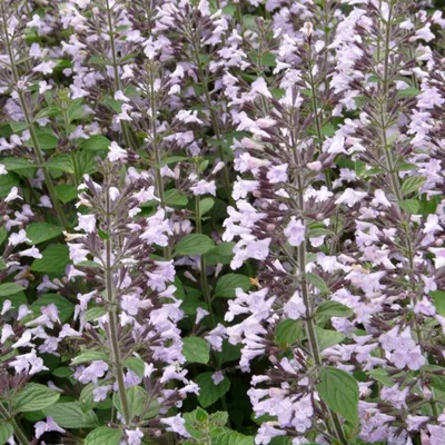Image de 6 x Menthe des montagnes à petites fleurs  - Calamintha nepeta « Blue Cloud »  | Pot 9 cm x 9 cm