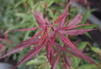 Produktbild von Ahorn palmatum Jerre Schwartz -  Japanischer Fächerahorn 40-60