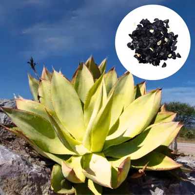 Obrázek produktu pro Semena Agave Mitis - balení 5 ks - Exotická semena - Robustní - Agáve měkká