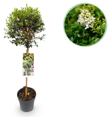 Produktbild von GreenboutiQ - Gartenpflanze - Ligustrum delavayanum - Stamm Pflanze - Terrassenpflanze - Immergrün - Wenig Pflege - Topf 19cm Höhe 90cm