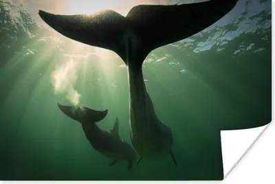 Produktbild von MuchoWow® Poster Delfin - Wasser - Blau 60x40 cm - Schlafzimmerdekoration