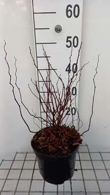 Produktbild von Spiraea betulifolia - Brautspiere 30- 40 cm - Container