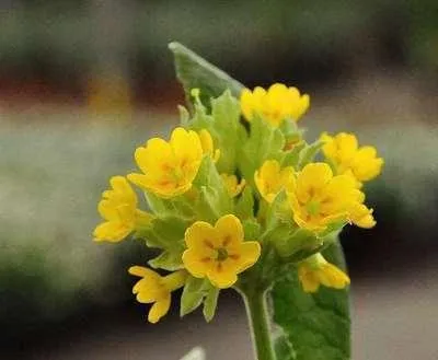 Produktbild von 6 x  Primula veris - Kugelprimel - Topf 9 x 9 cm