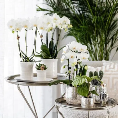 Immagine prodotto di Vaso da fiori in VetroVetroceramica argento - Coprivaso lucido dal lussuoso effetto