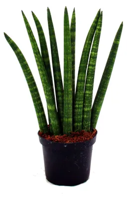 Produktbild von Sansevieria cylindrica – Elegantes 3er-Set im 9-cm-Topf – Hanfschleife, schöne Mutterzunge