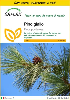 Immagine prodotto di SAFLAX Insieme di coltivazione - Pino giallo - 20 semi - Pinus