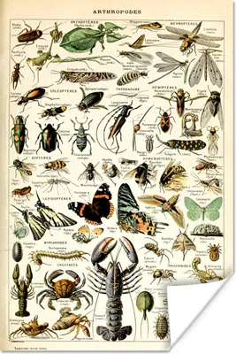 Produktbild von MuchoWow® Poster Tiere - Adolphe Millot - Vintage - Insekten - Kunst 120x180 cm - Kunstposter
