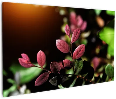 Produktbild von Wallario Premium Leinwandbild Rote und grüne Blätter an einem Zweig in Größe 60 x 90 cm