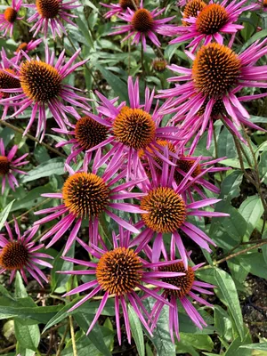 Obrázok produktu pre 6 x Echinacea purpurea 'Pica Bella' - ihličnan - kvetináč 9x9 cm
